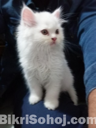 Persian kitten